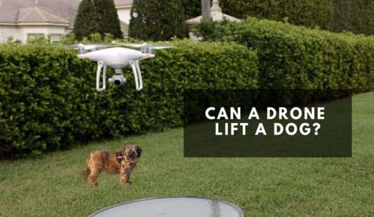 Can a Drone Lift a Dog?