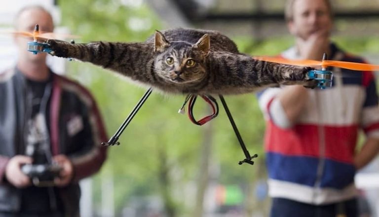Cat Drone: The Drone That Shook The World